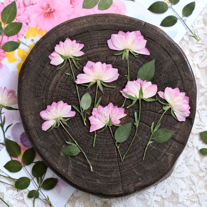 12 Stück, echte getrocknete ge – Resin Art Baby Bewertung und Preis