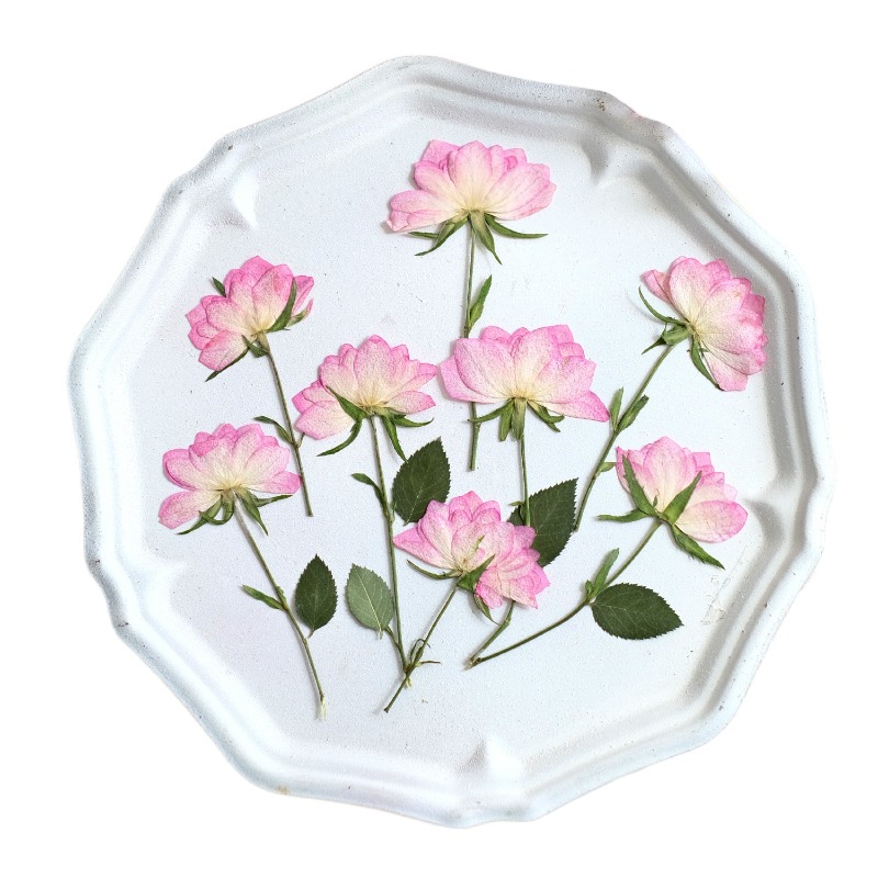 12 Stück, echte getrocknete ge – Resin Art Baby Bewertung und Preis