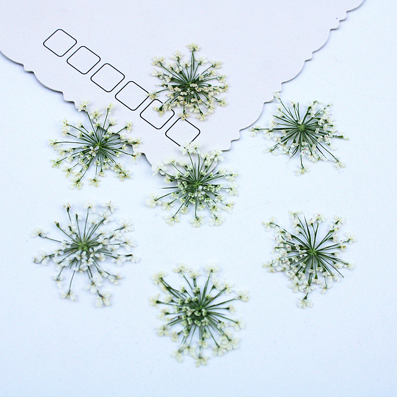 500 Stück Spitzenblumen Getroc – Resin Art Baby Bewertung und Preis
